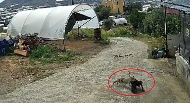 Ziyafete hazırlanan tilkiye 'köpek' şoku