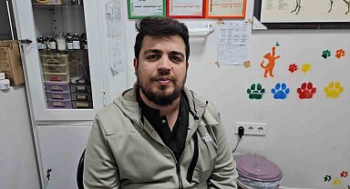 Zonguldak'ta kediye altın diş yapıldı