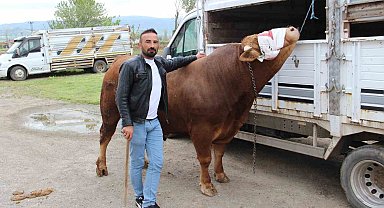 1 ton 150 kilogram ağırlığındaki "Paşa" 380 bin TL'ye alıcısını bekliyor