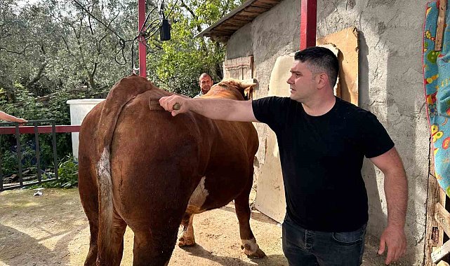 1 ton 200 kiloluk kurbanlık, araba fiyatına alıcısını bekliyor