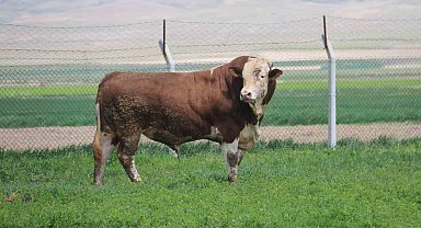 1 ton 250 kilogramlık Tosun, fiyatıyla dudak uçuklatıyor