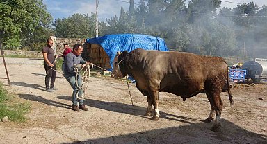 1.5 tonluk "Fatih" isimli boğa alıcısını bekliyor