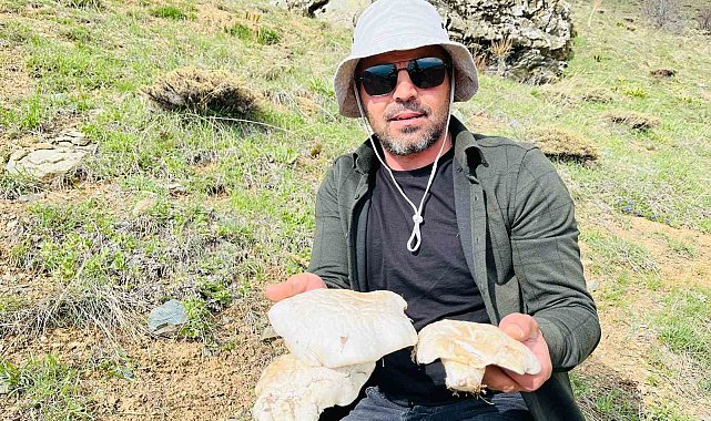 2 bin rakımın üzerinde yetişen mantarları topluyorlar