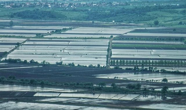 2025 sezonunda çeltik ekimine sınırlama uygulanacak