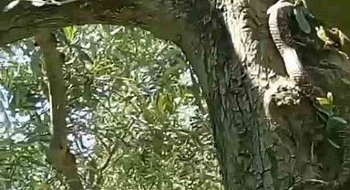 2,5 metrelik yılanı gören gözüne inanamadı