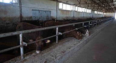 30 bin hayvan sevk edildi, 3 milyar TL'lik gelir bekleniyor