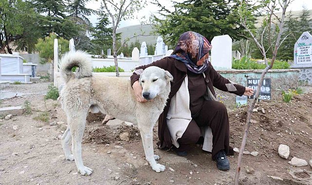 'Garip'in vefası: Ölen sahibinin mezarından ayrılmıyor