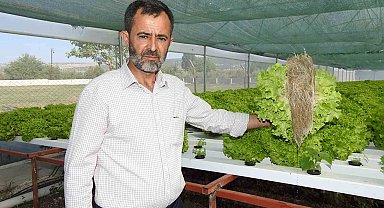 70 günde yetişen marulu topraksız tarımla 30 günde üretiyor