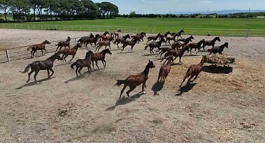 700 yıllık işletmenin milyonluk atları havadan görüntülendi