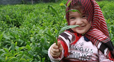 Açıklanan çay taban fiyatı Rizelileri böldü