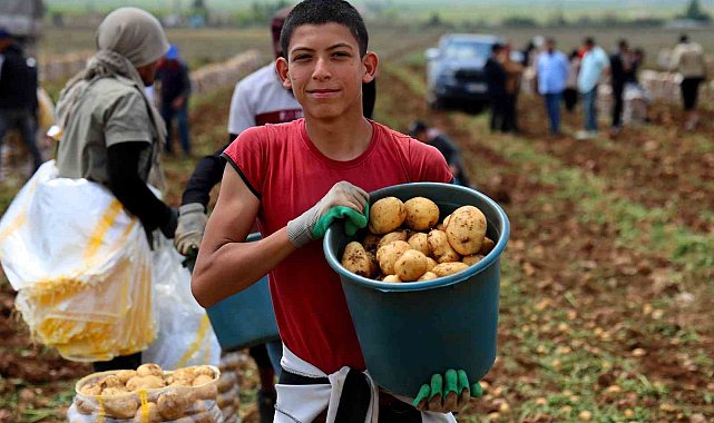Adana'da patates hasadı başladı, tarlada kilogramı 22-24 lira