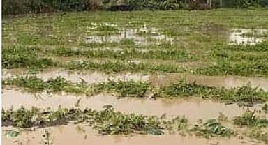 Adana'nın ilçelerinde tarım arazileri sular altında kaldı