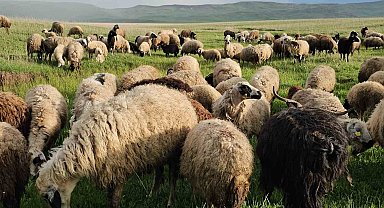 Adilcevaz'da yayla zamanı: Besiciler 7 aylık göçe başladı