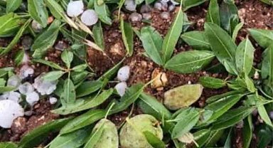 Adıyaman'da ceviz büyüklüğündeki dolu yağışı badem bahçelerine zarar verdi