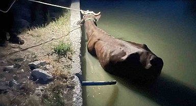 Adıyaman'da havuza düşen inek kurtarıldı