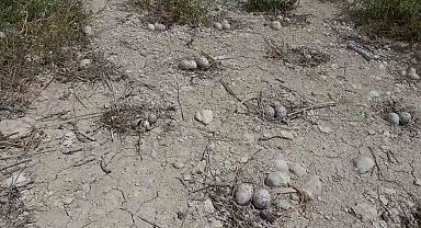 Adıyaman'daki Martı Adası'nda kuluçka dönemi yaşanıyor