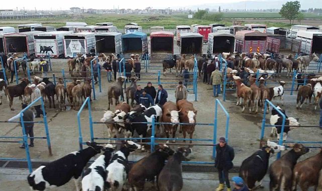 Afyonkarahisar'da kurbanlık hareketliliği başladı