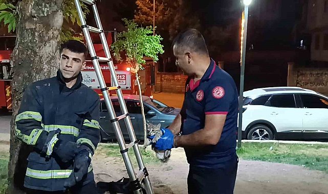 Ağaçta mahsur kalan kedi itfaiye ekibi tarafından kurtarıldı