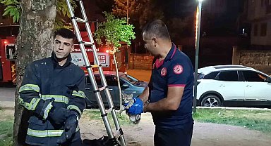 Ağaçta mahsur kalan kedi itfaiye ekibi tarafından kurtarıldı