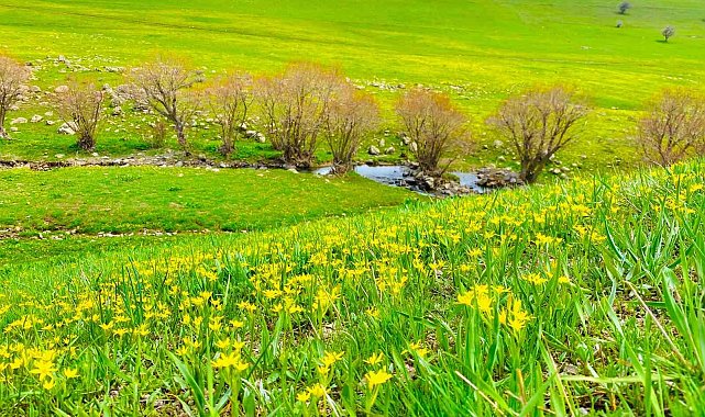 Ağrı'da doğanın renk cümbüşü göz kamaştırıyor