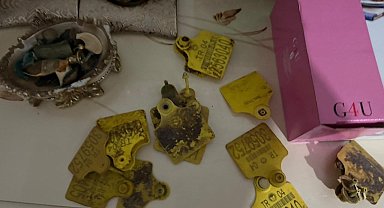 Ağrı'da usulsüz hayvan sevk belgesi operasyonu: 9 şüpheli gözaltında