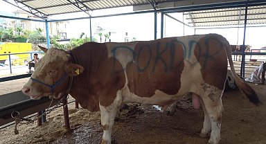 Alanya'da kurban satış yerleri doldu