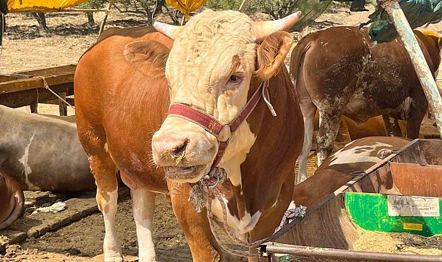 Aliağa'da kurbanlık kesim fiyatları belli oldu