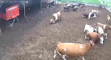 Amasya'da ineklerin depreme yakalandığı anlar kamerada