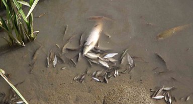 Amasya'da Yeşilırmak Nehri'nde balık ölümleri yaşandı