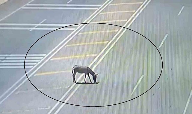 Ana yola çıkarak trafiği tehlikeye düşüren eşek koruma altına alındı