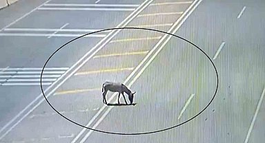 Ana yola çıkarak trafiği tehlikeye düşüren eşek koruma altına alındı