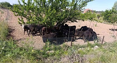 Angus yüklü tır devrildi, 1 kişi yaralandı