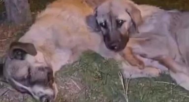 Annesi ölen yavru köpek sahipsiz kalmadı