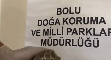 Annesini kaybeden yavru vaşak, korumaya alındı