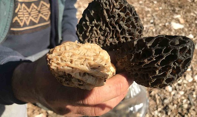 Antalya'da 'kuzugöbeği mantarı' sezonu başladı