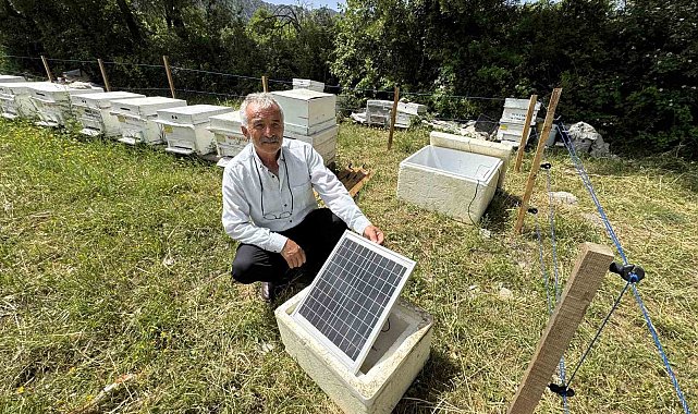 Antalya'da arı kovanlarına dadanan ayılara elektrik telli önlem