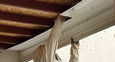 Antalya'da hastane bahçesinde oğul veren arılar toplandı