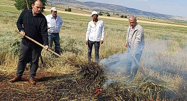Araban Ovası'nda firik sezonu başladı