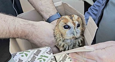 Aracın çarptığı baykuş tedavi altına alındı
