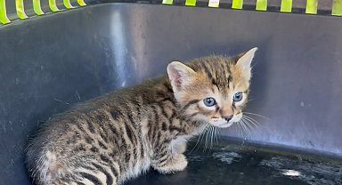 Aracın kaputunun altına giren 2 yavru kedi itfaiye ekiplerince kurtarıldı