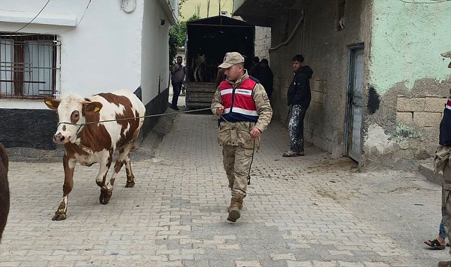 Arazide kaybolan hayvanları jandarma buldu
