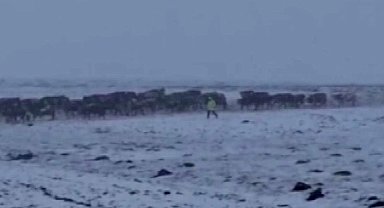 Ardahan'da aniden bastıran kar çobanlara zor anlar yaşattı