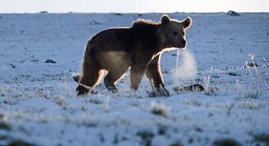 Ardahan'da boz ayı böyle görüntülendi