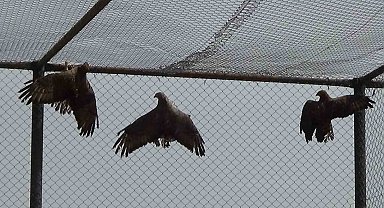 Arı şahinlerinin tedavileri devam ediyor