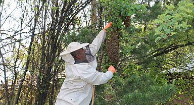 Arılar oğul veriyor