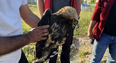 Arnavutköy'de çayırlık alanda yaralı kartal bulundu