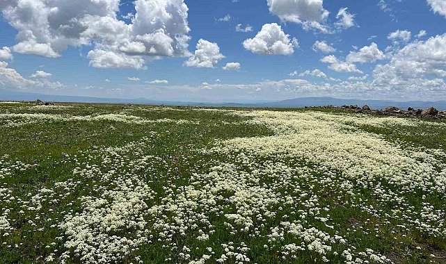 Arpaçay Ovası renk cümbüşüne büründü