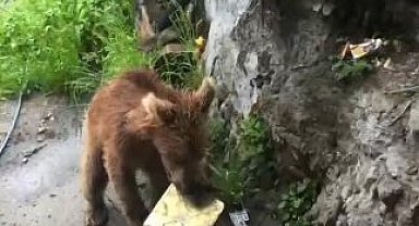 Artvin'de ayı paniği