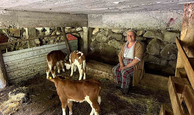 Artvin'de bir inek dördüz doğurdu, aile büyük sevinç yaşadı