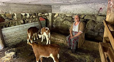 Artvin'de bir inek dördüz doğurdu, aile büyük sevinç yaşadı